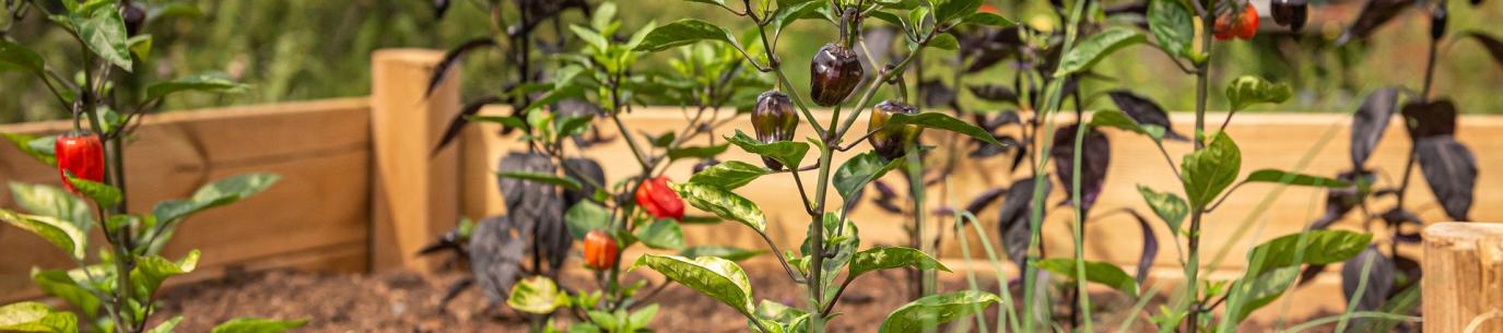 raised garden beds made out of wood showing colorful peppers